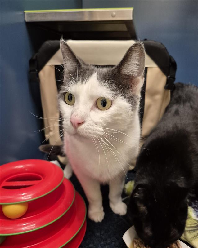 Snowflake, Adopted, Adult Male Domestic Short Hair.