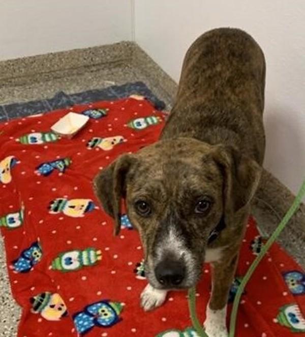 Enlarge Tiger Lily, a Adoptable mixed breed in Vancouver, WA image 2/2