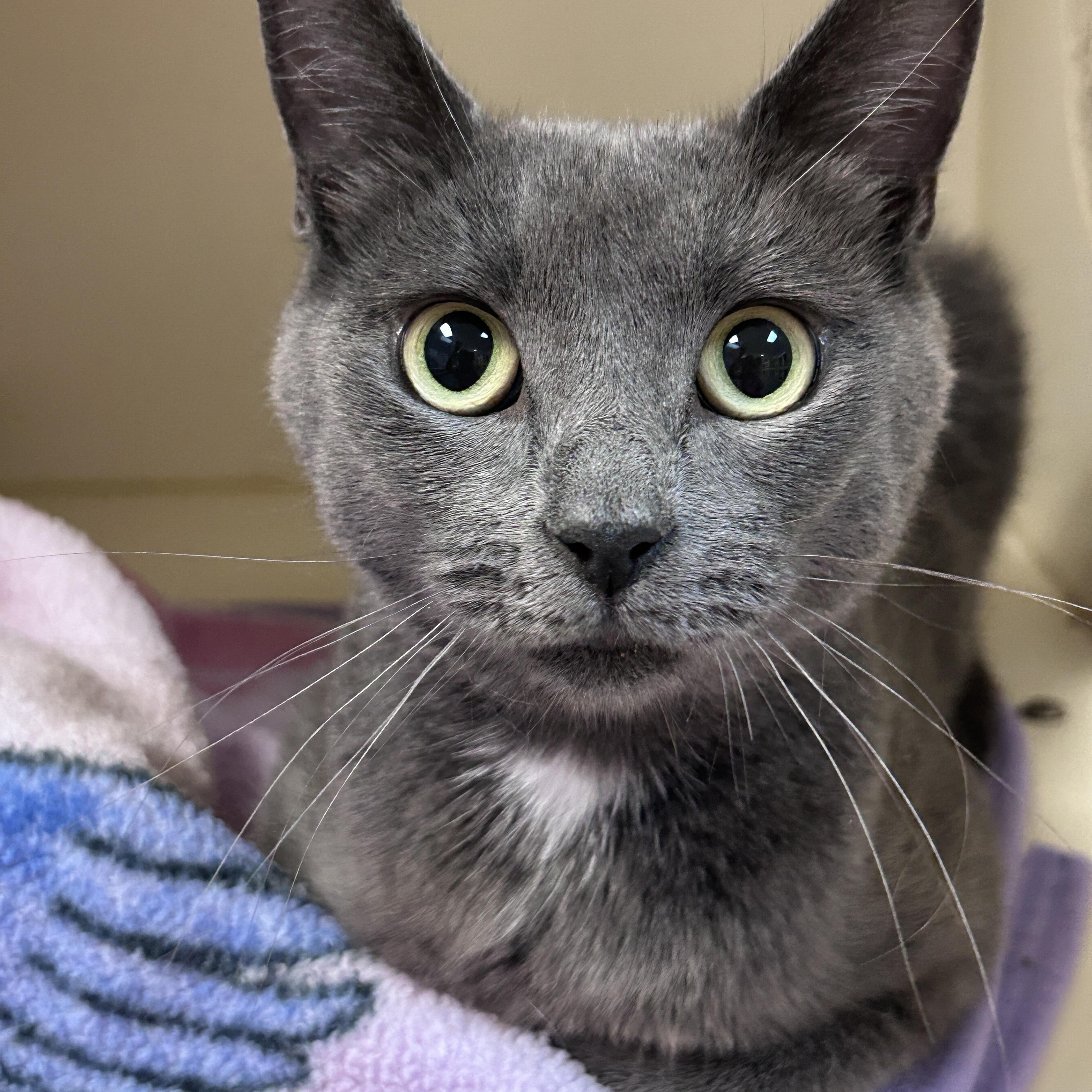 Sapphire at Elyria Petco!!
