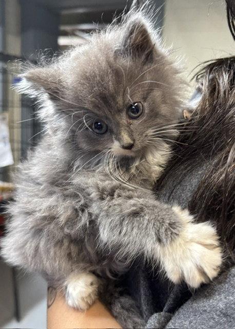*Kuboto, Adopted, Young Male Domestic Long Hair.