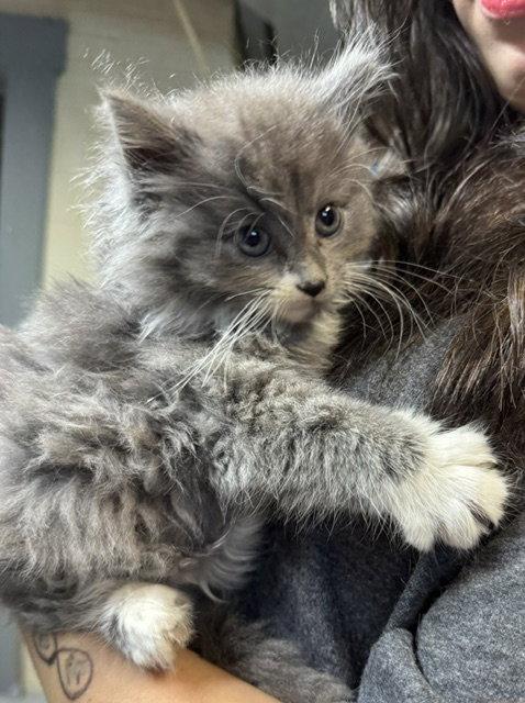 *Kuboto, a Adopted Domestic Long Hair in Apollo, PA image 2/2