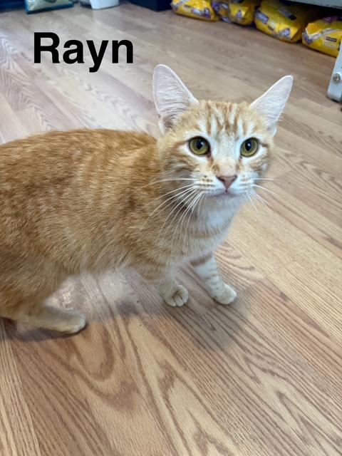 Enlarge RAYN, a Adoptable Domestic Medium Hair in Millerstown, PA image 4/6