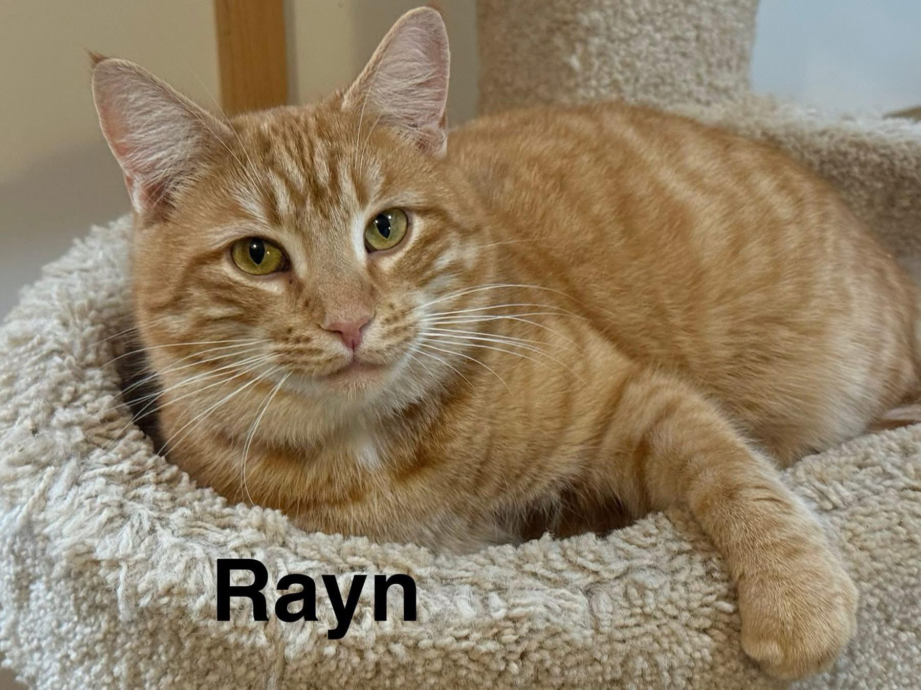 Enlarge RAYN, a Adoptable Domestic Medium Hair in Millerstown, PA image 2/6