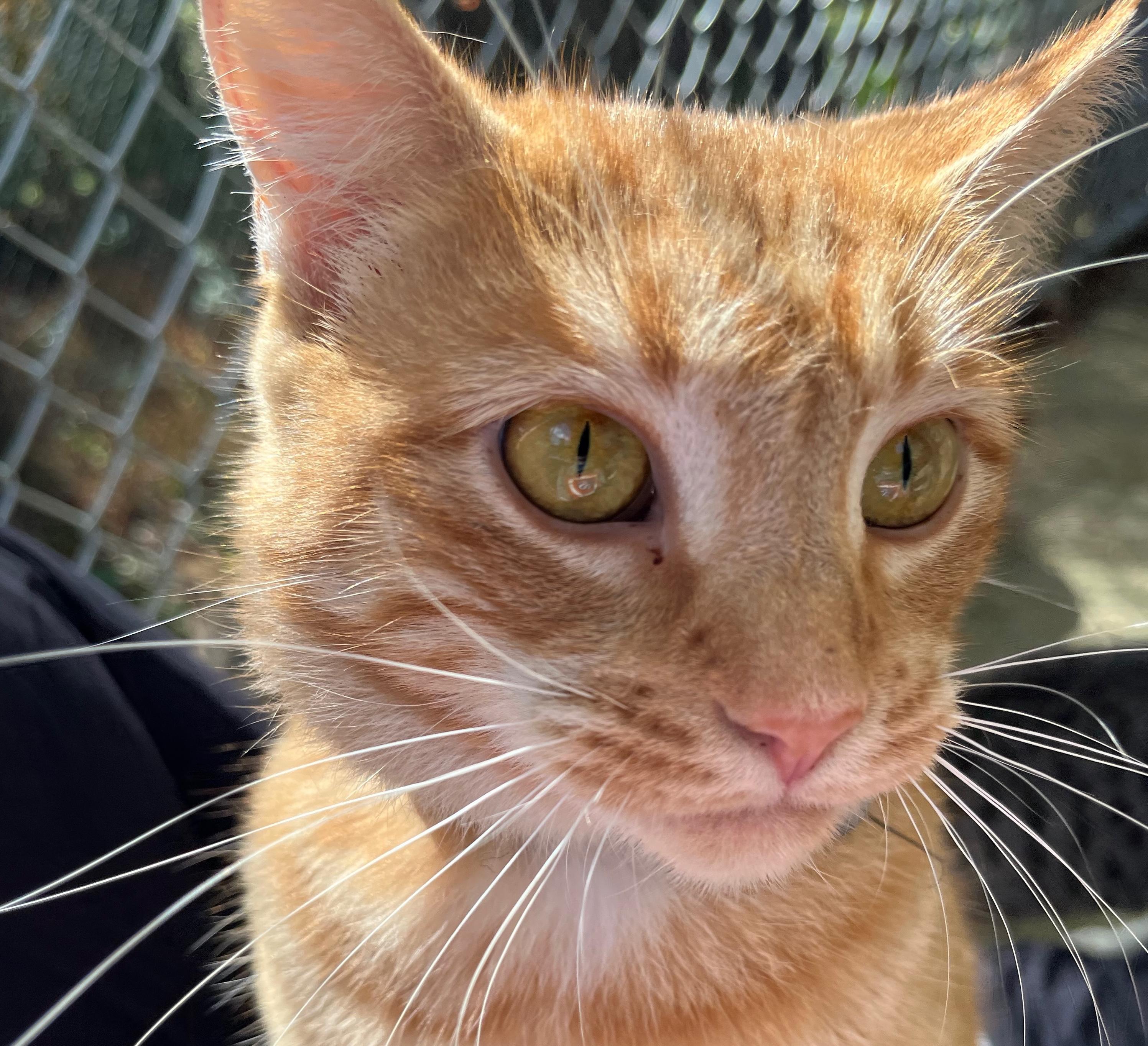Enlarge RAYN, a Adoptable Domestic Medium Hair in Millerstown, PA image 1/6