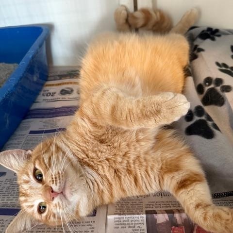 Enlarge RAYN, a Adoptable Domestic Medium Hair in Millerstown, PA image 2/6