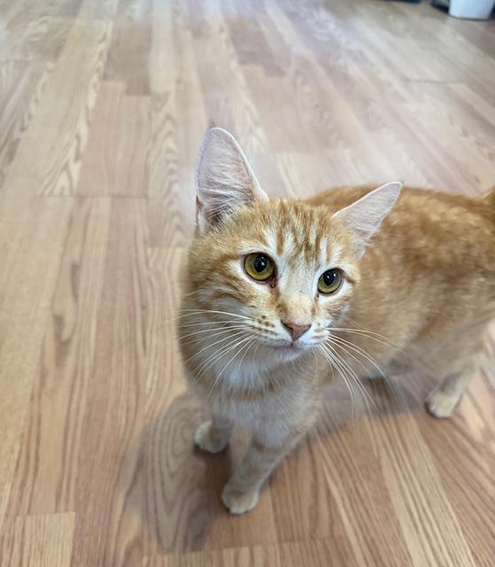 Enlarge RAYN, a Adoptable Domestic Medium Hair in Millerstown, PA image 5/6