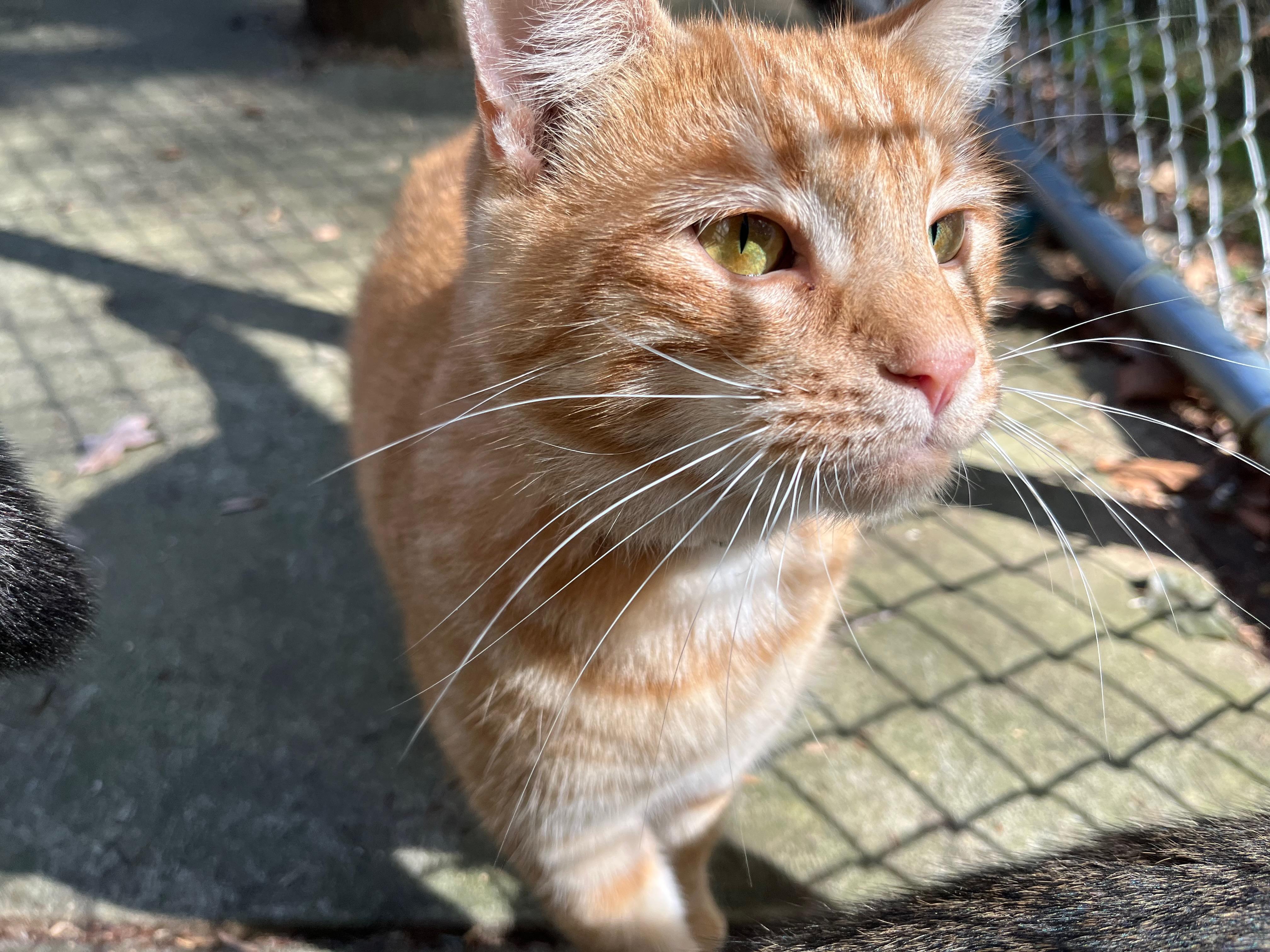 Enlarge RAYN, a Adoptable Domestic Medium Hair in Millerstown, PA image 3/6