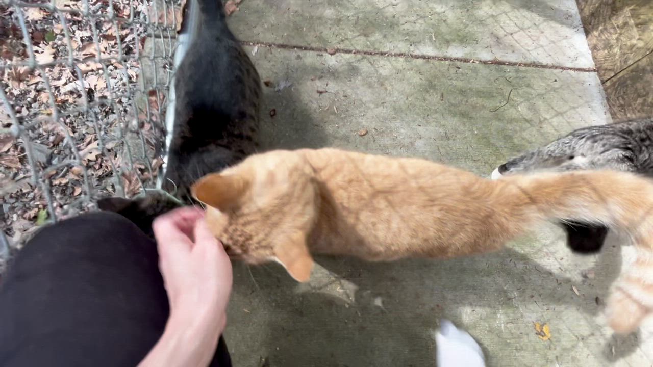 Enlarge RAYN, a Adoptable Domestic Medium Hair in Millerstown, PA video 6/6