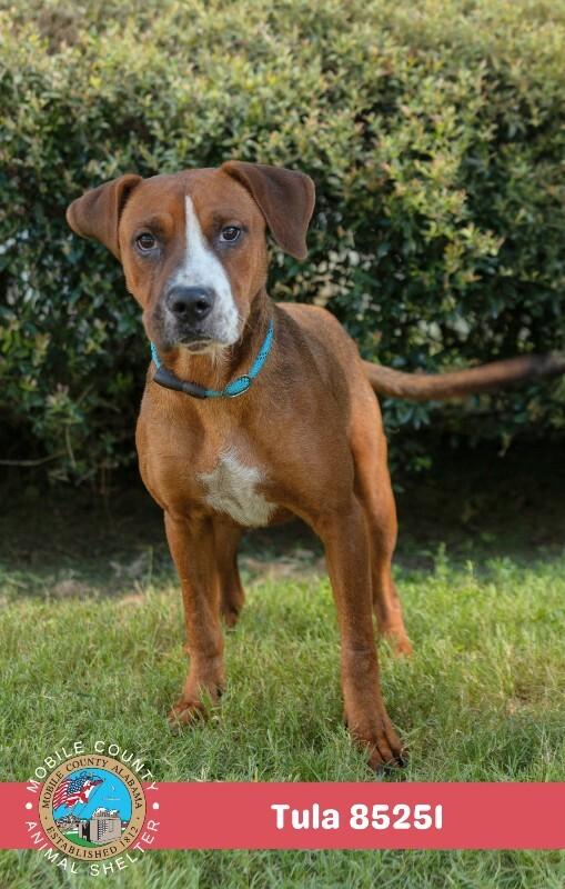 Tula, Adoptable, Adult Female Boxer.
