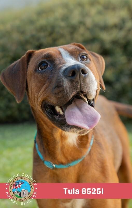 Enlarge Tula, a Adoptable Boxer in Mobile, AL image 2/2