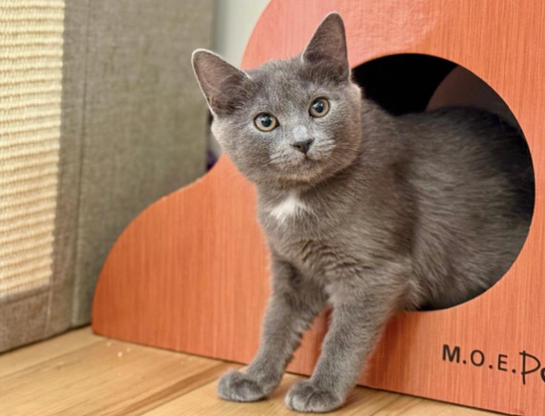 Reeses, ADOPTABLE, Young Female Domestic Short Hair.