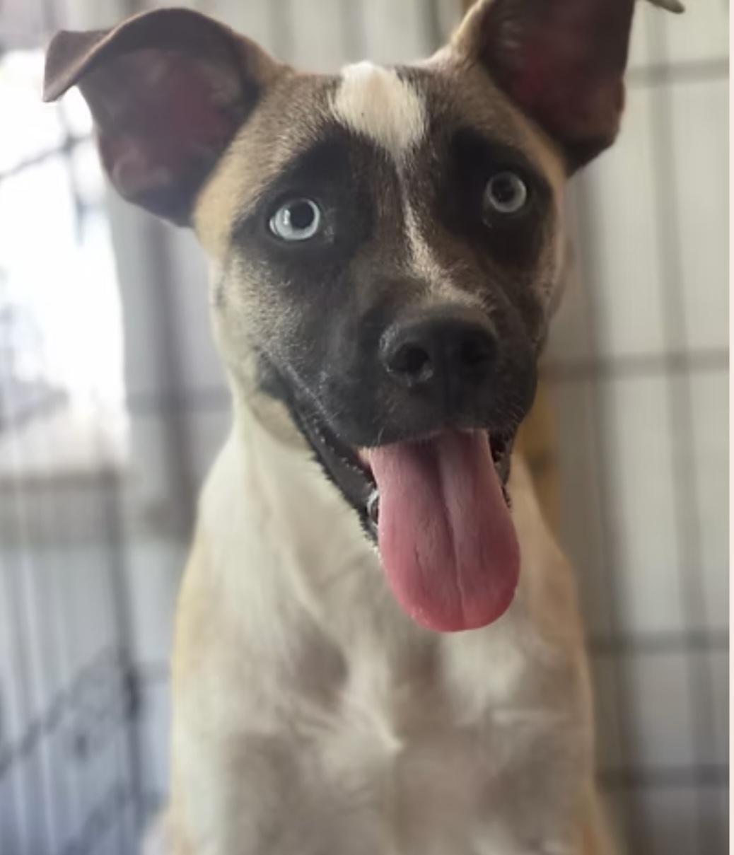 Penelope, Adoptable, Adult Female Shepherd.