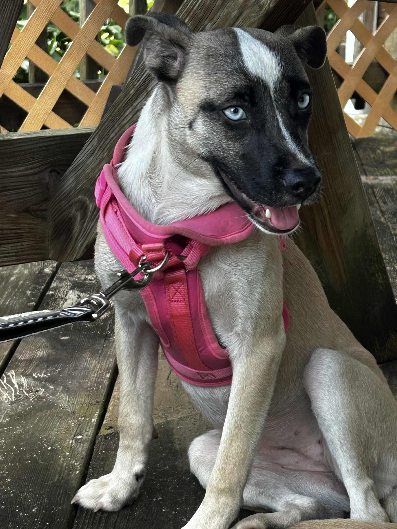 Penelope, a Adoptable mixed breed in Ayden, NC image 4/4