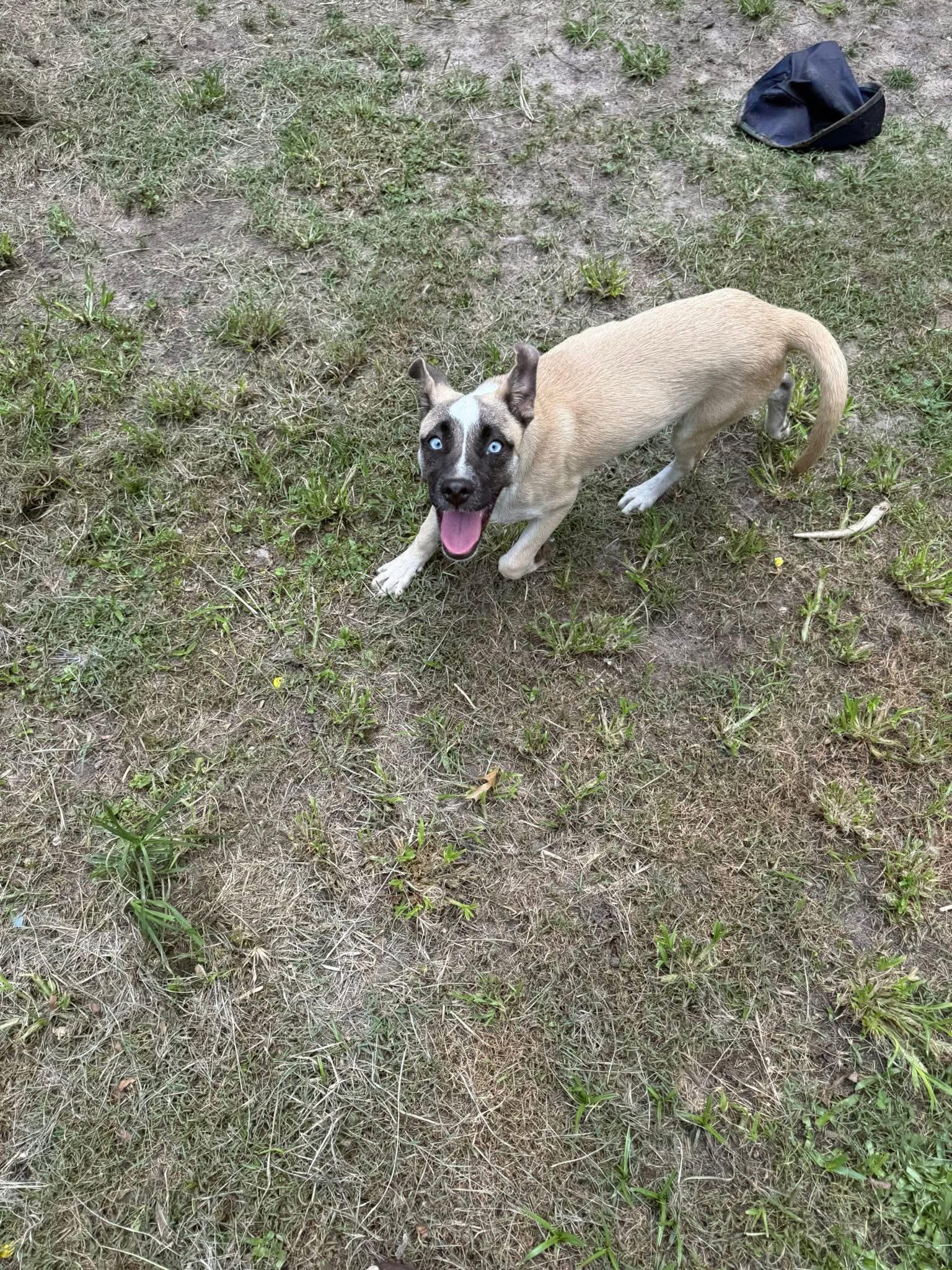 Penelope, a Adoptable mixed breed in Ayden, NC image 3/4