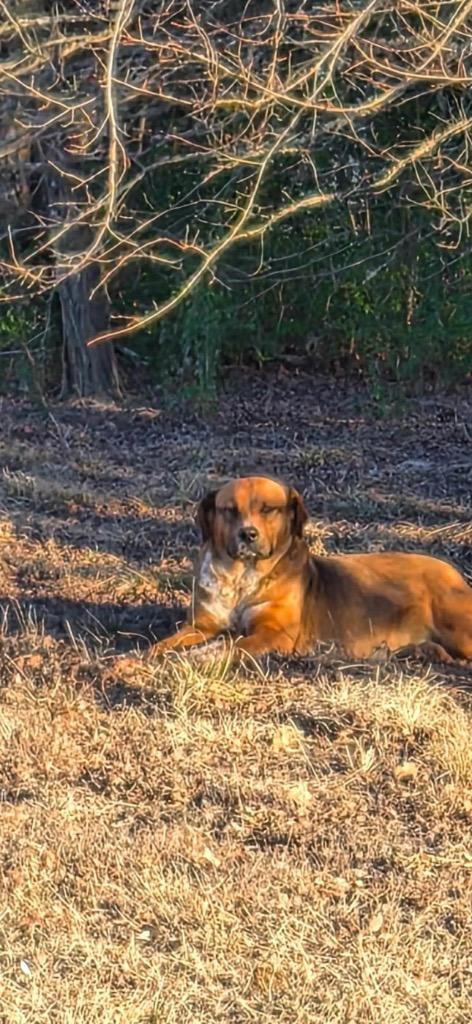 Enlarge Ladybug, a Adoptable mixed breed in Ada, OK image 1/3