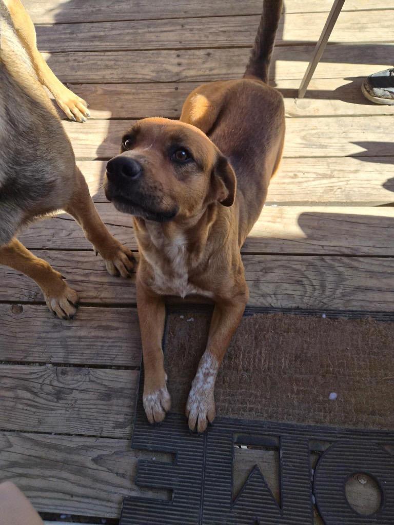 Enlarge Ladybug, a Adoptable mixed breed in Ada, OK image 2/3