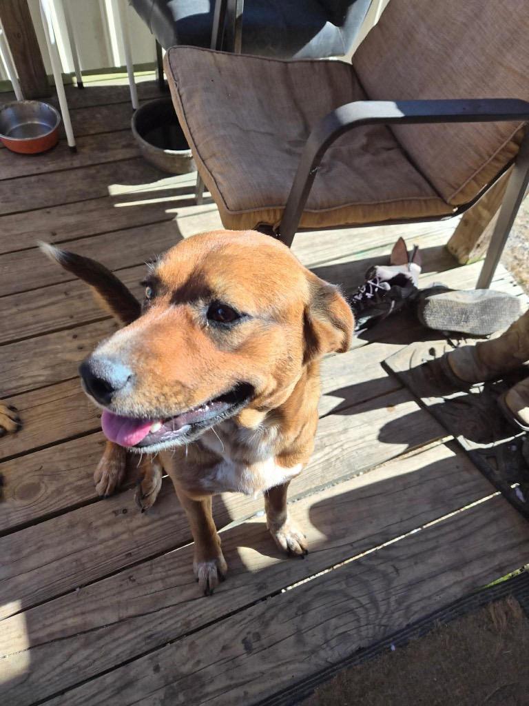 Ladybug, Adoptable, Adult Female Hound & Shepherd.