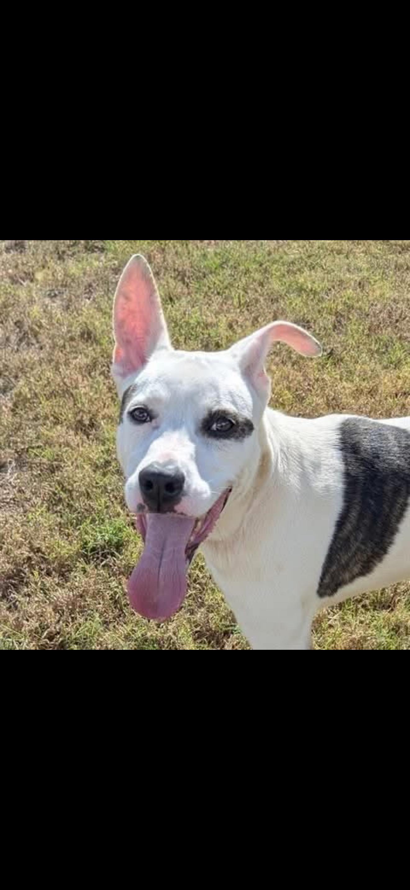 DIESEL (WI), Adoptable, Young Male Pointer.
