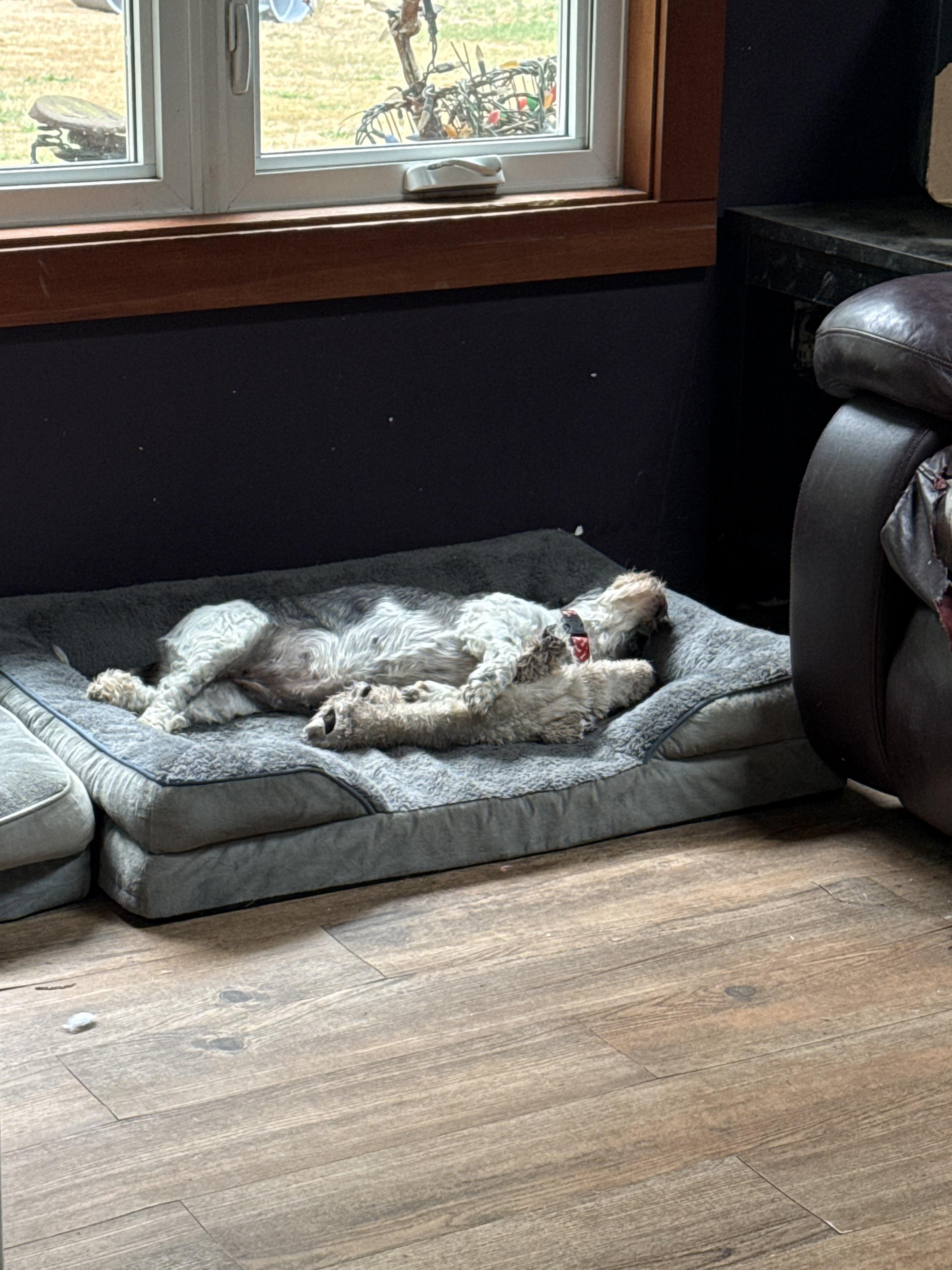 Enlarge Chi Chi, a Adoptable mixed breed in Langley, BC image 1/2