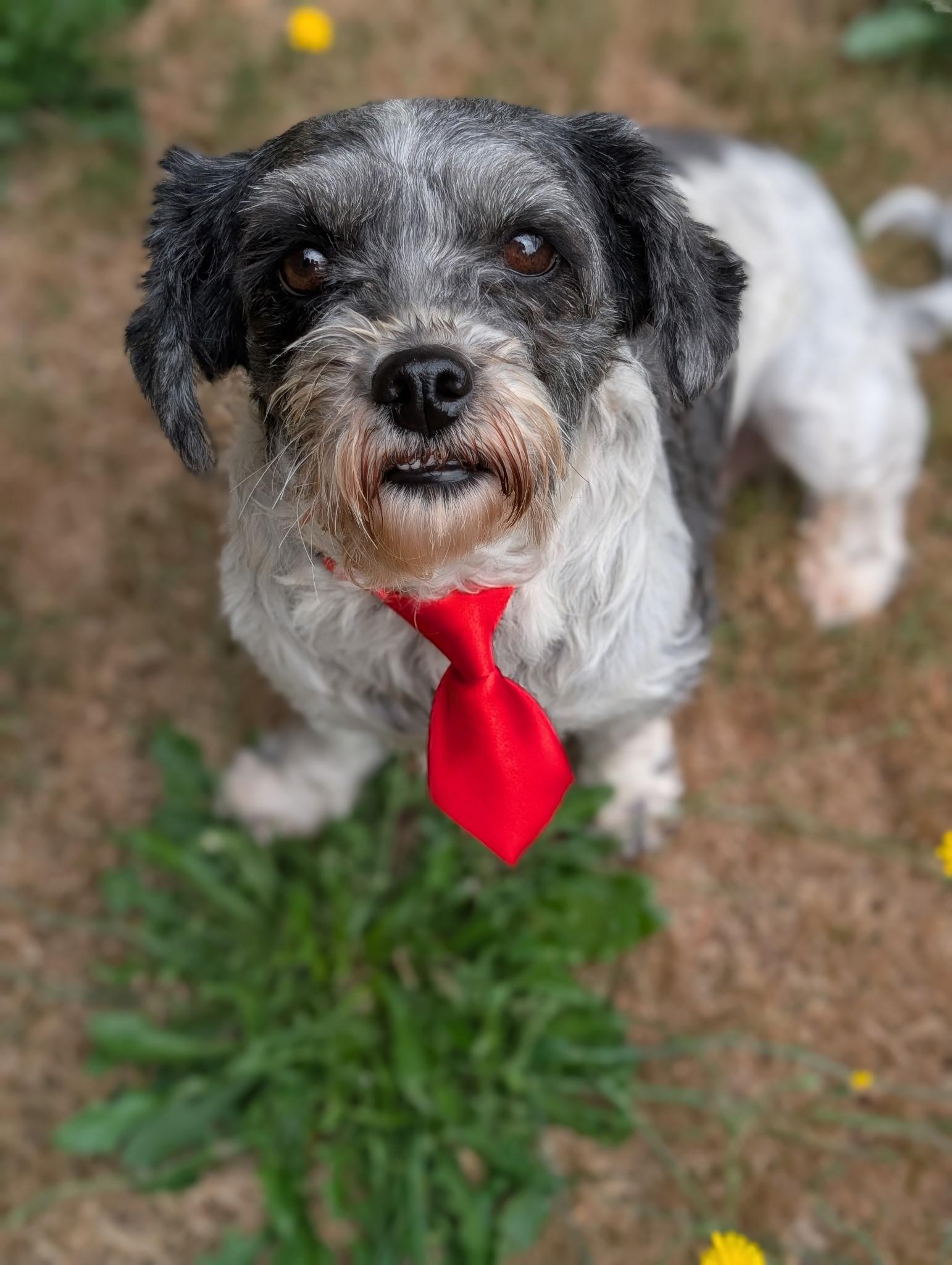 Enlarge Chi Chi, a Adoptable mixed breed in Langley, BC image 2/2