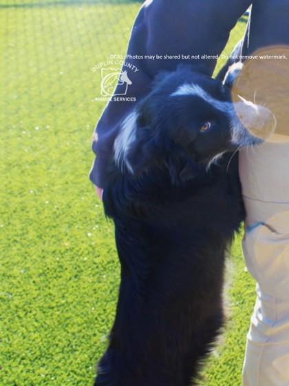 Enlarge NEVA, a Adoptable mixed breed in Kenansville, NC image 1/3