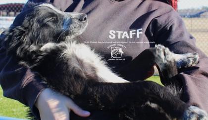 Enlarge NEVA, a Adoptable mixed breed in Kenansville, NC image 2/3