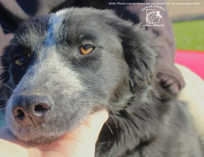 Enlarge NEVA, a Adoptable mixed breed in Kenansville, NC image 3/3