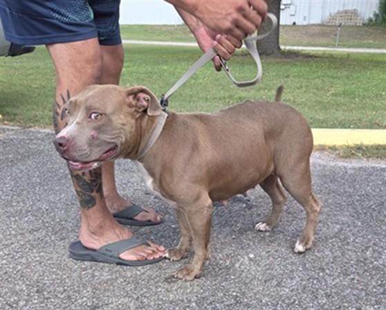 CHICHI, Adoptable, Adult Female Pit Bull Terrier.
