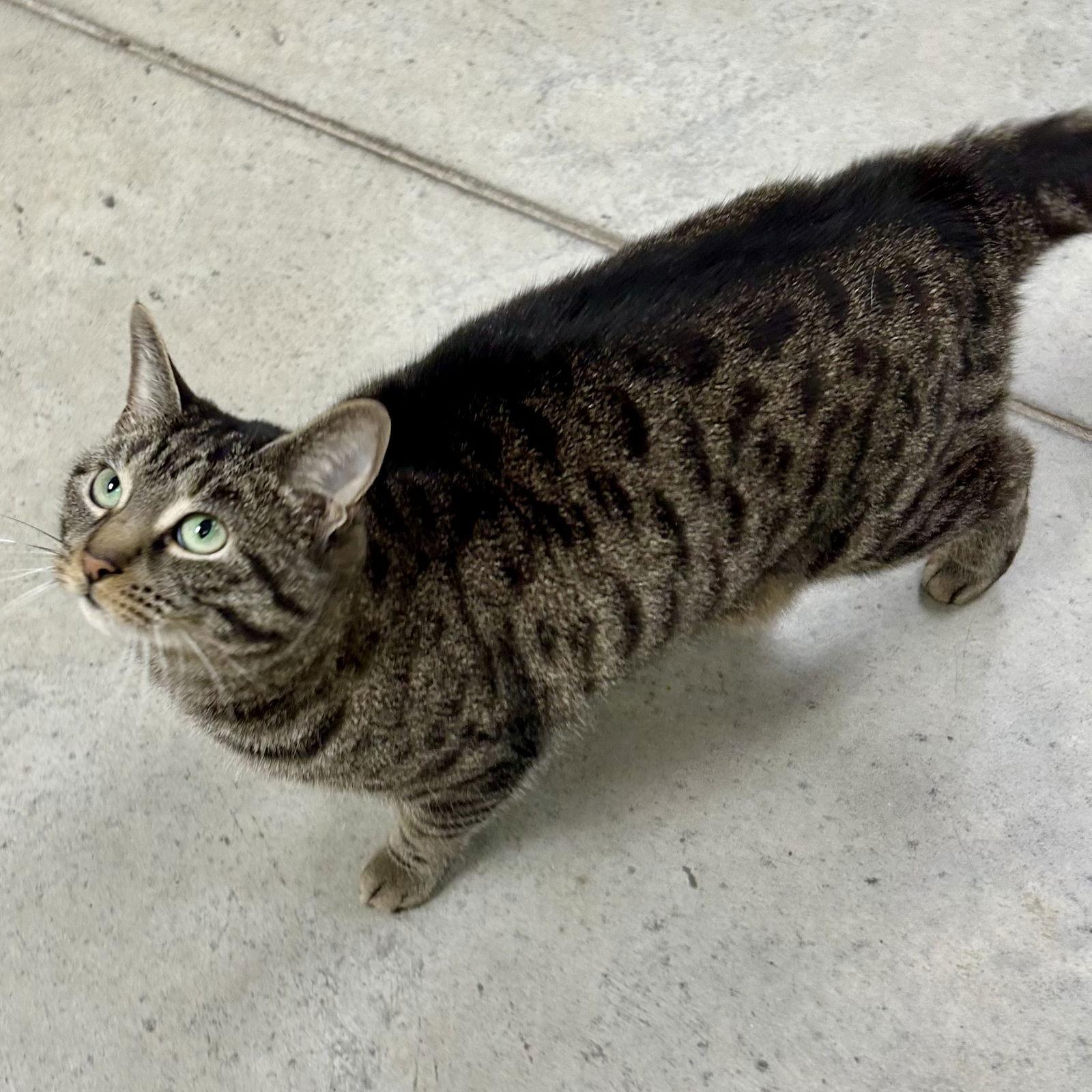 Miss Tedi, Adoptable, Adult Female Tabby & Domestic Short Hair.