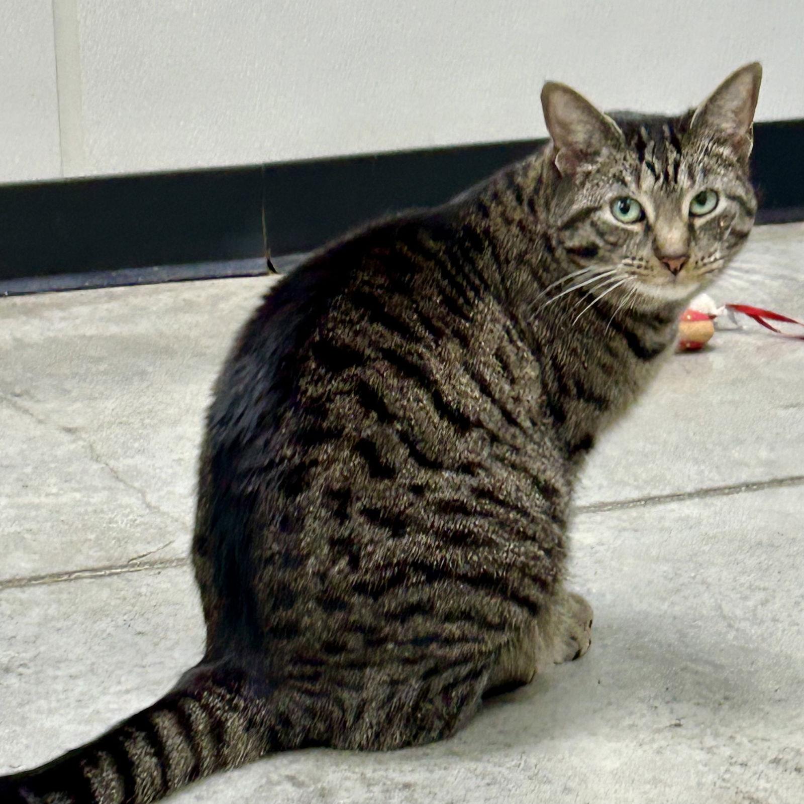 Miss Tedi thumbnail 2