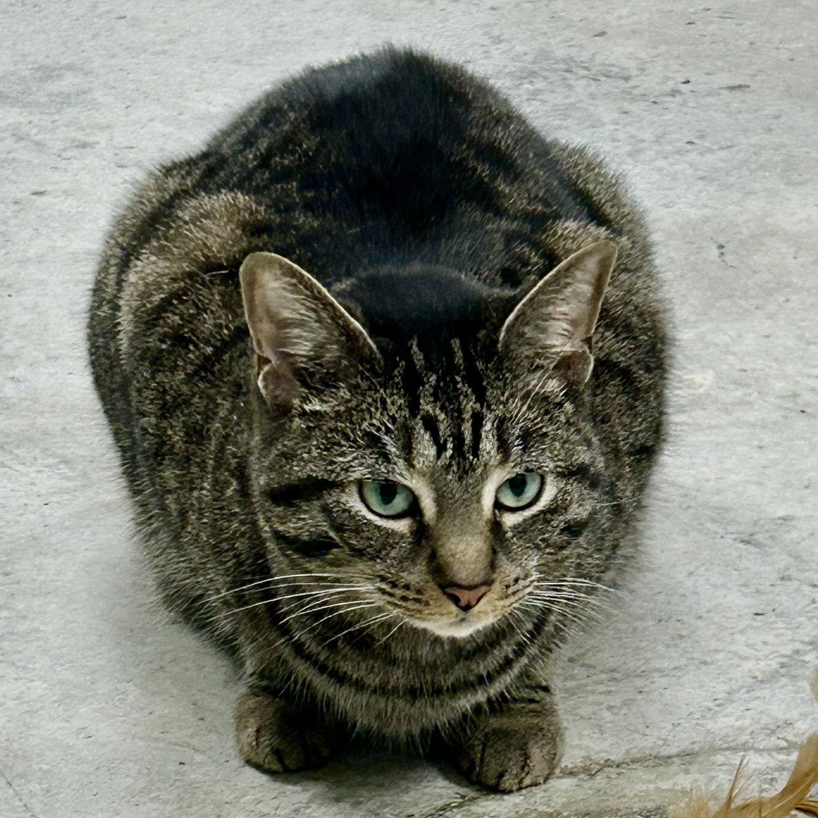 Miss Tedi thumbnail 3