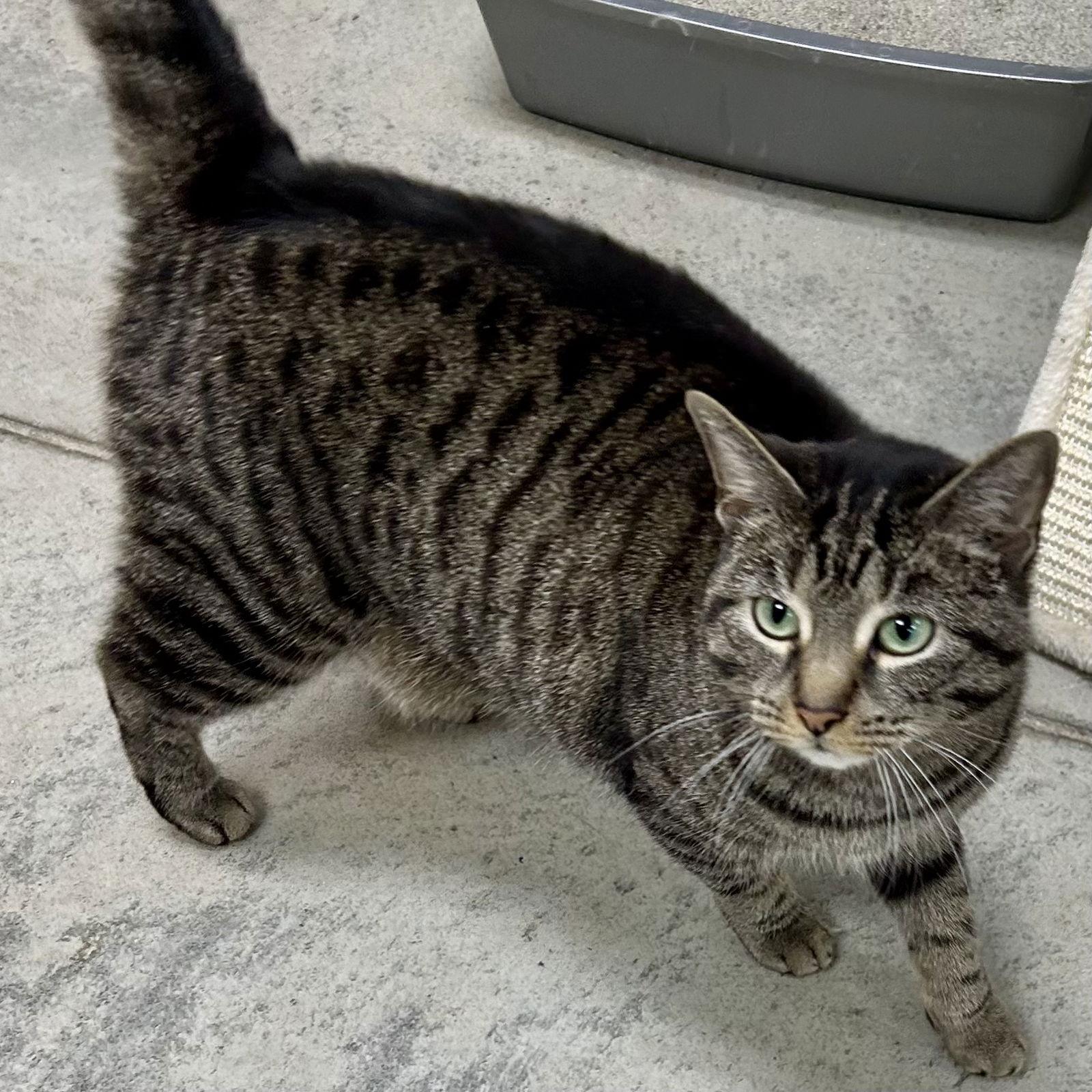 Enlarge Miss Tedi, a Adoptable mixed breed in Norwood, OH image 2/3