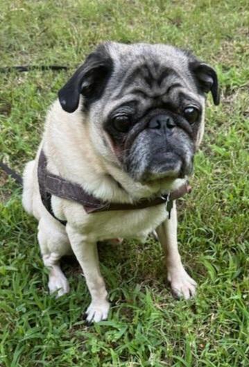 Enlarge Bentley, a Adopted Pug in Summerfield, NC image 1/2