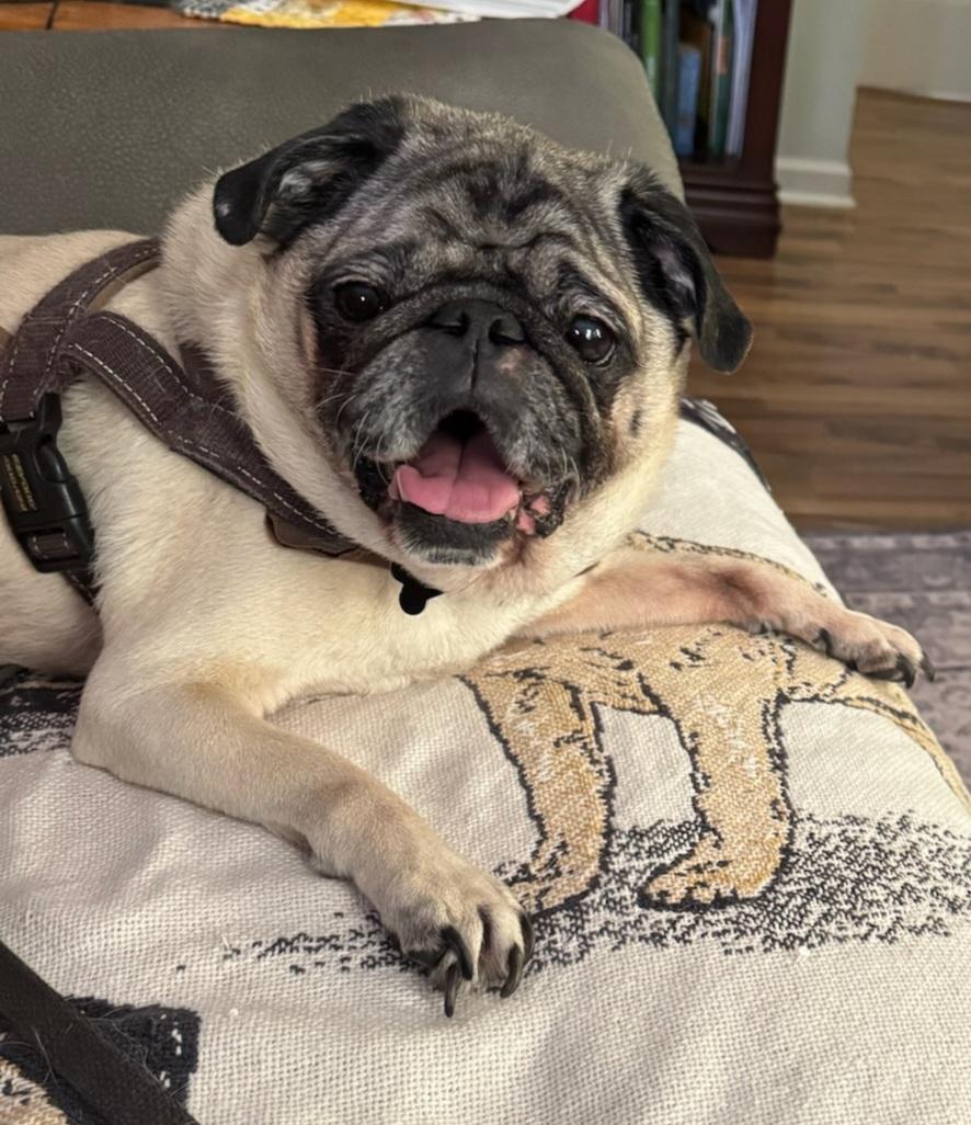 Bentley, Adult Male Pug