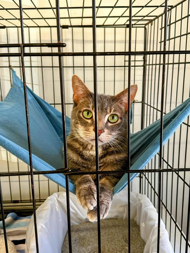 Mantis, Adoptable, Adult Male Domestic Short Hair.