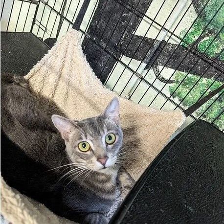 Mantis, a Adoptable Domestic Short Hair in Reeds Spring, MO image 2/3