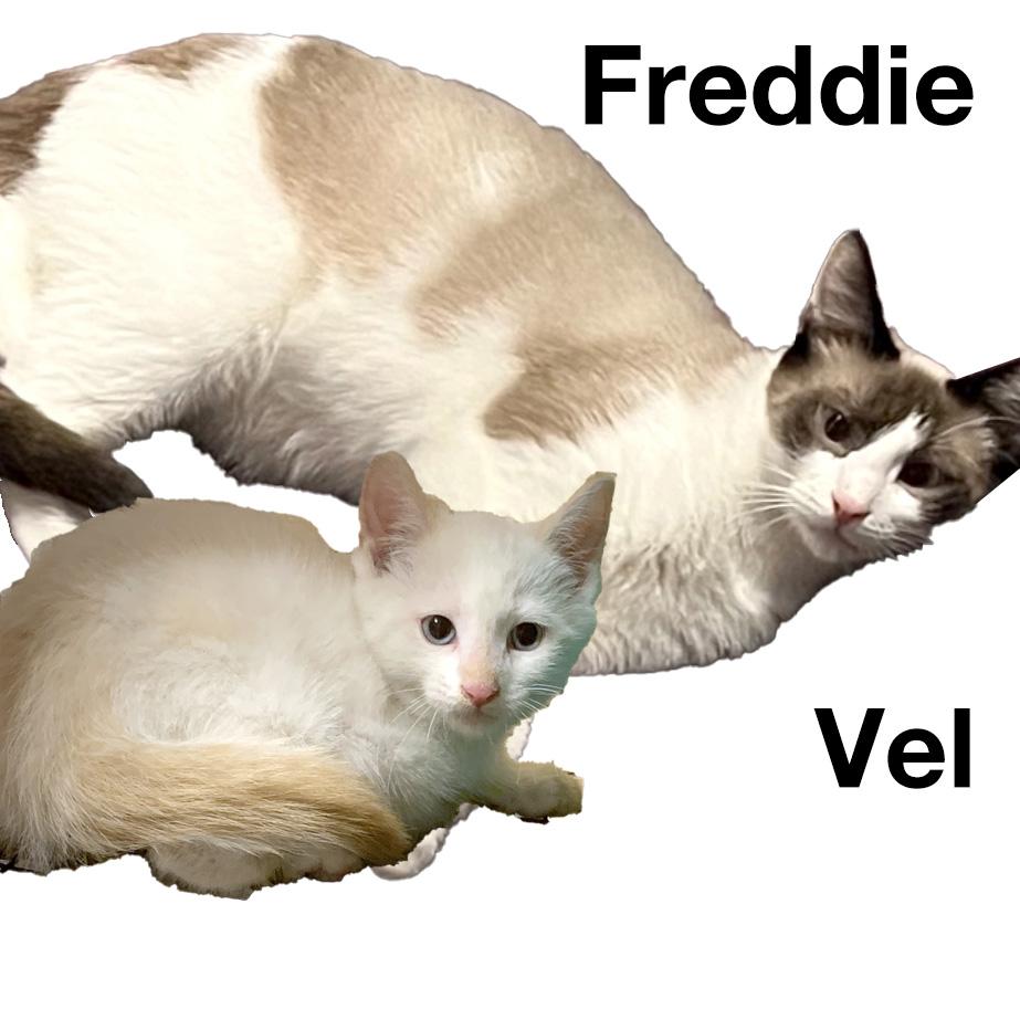 BONDED BROTHERS--Freddie & Velma, Adult Male Siamese