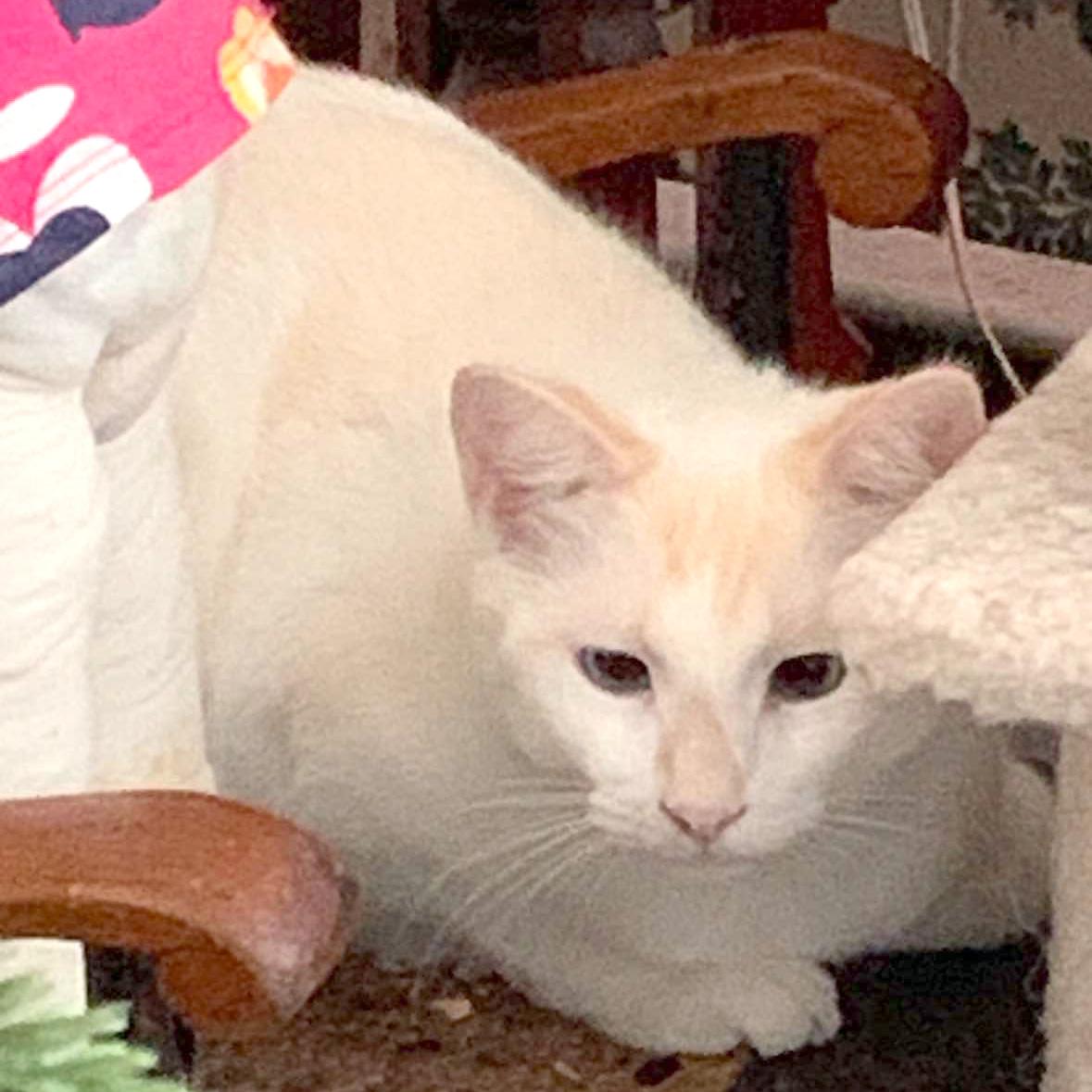 Enlarge BONDED BROTHERS--Freddie & Velma, a Adoptable mixed breed in Fair Haven, VT image 2/4