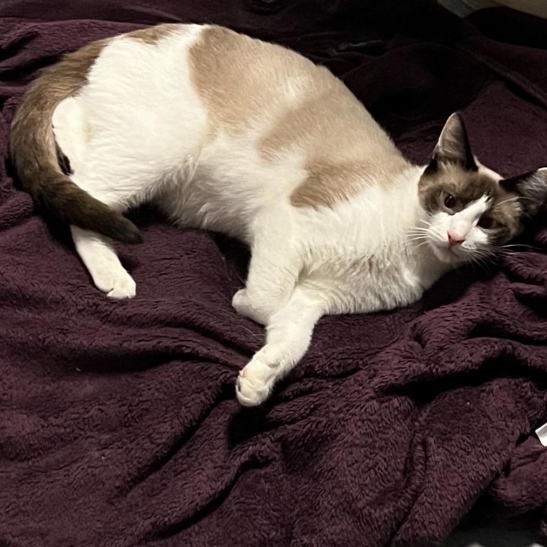 Enlarge BONDED BROTHERS--Freddie & Velma, a Adoptable mixed breed in Fair Haven, VT image 4/4