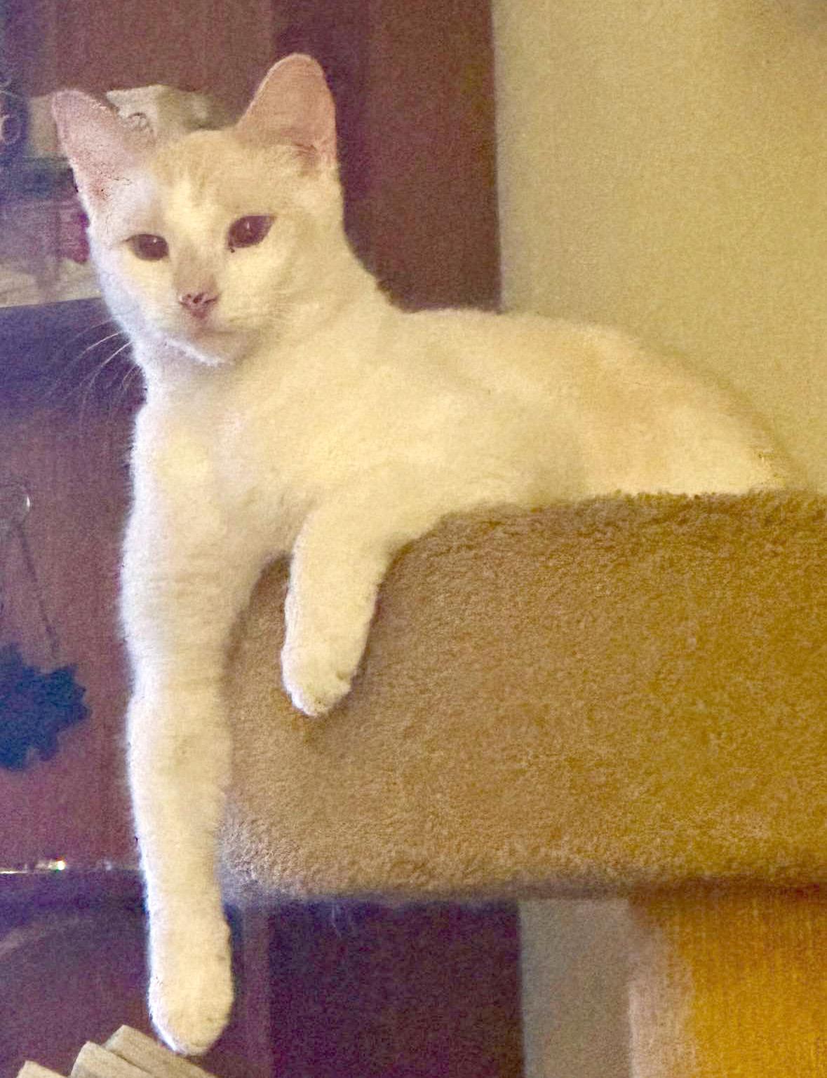 Enlarge BONDED BROTHERS--Freddie & Velma, a Adoptable mixed breed in Fair Haven, VT image 3/4