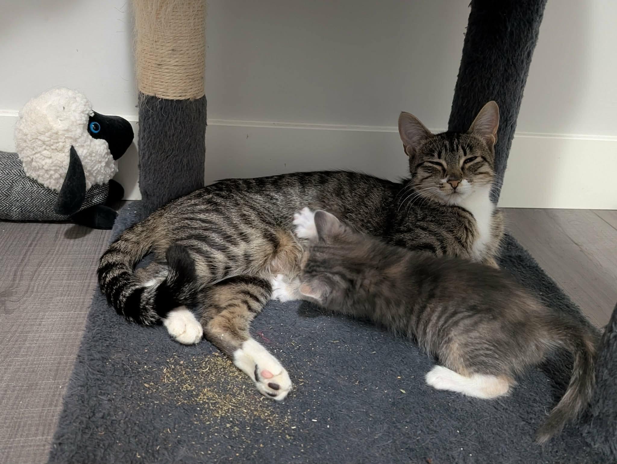 Lyrical and Jazz - BONDED PAIR, ADOPTABLE, Adult Female Tabby.