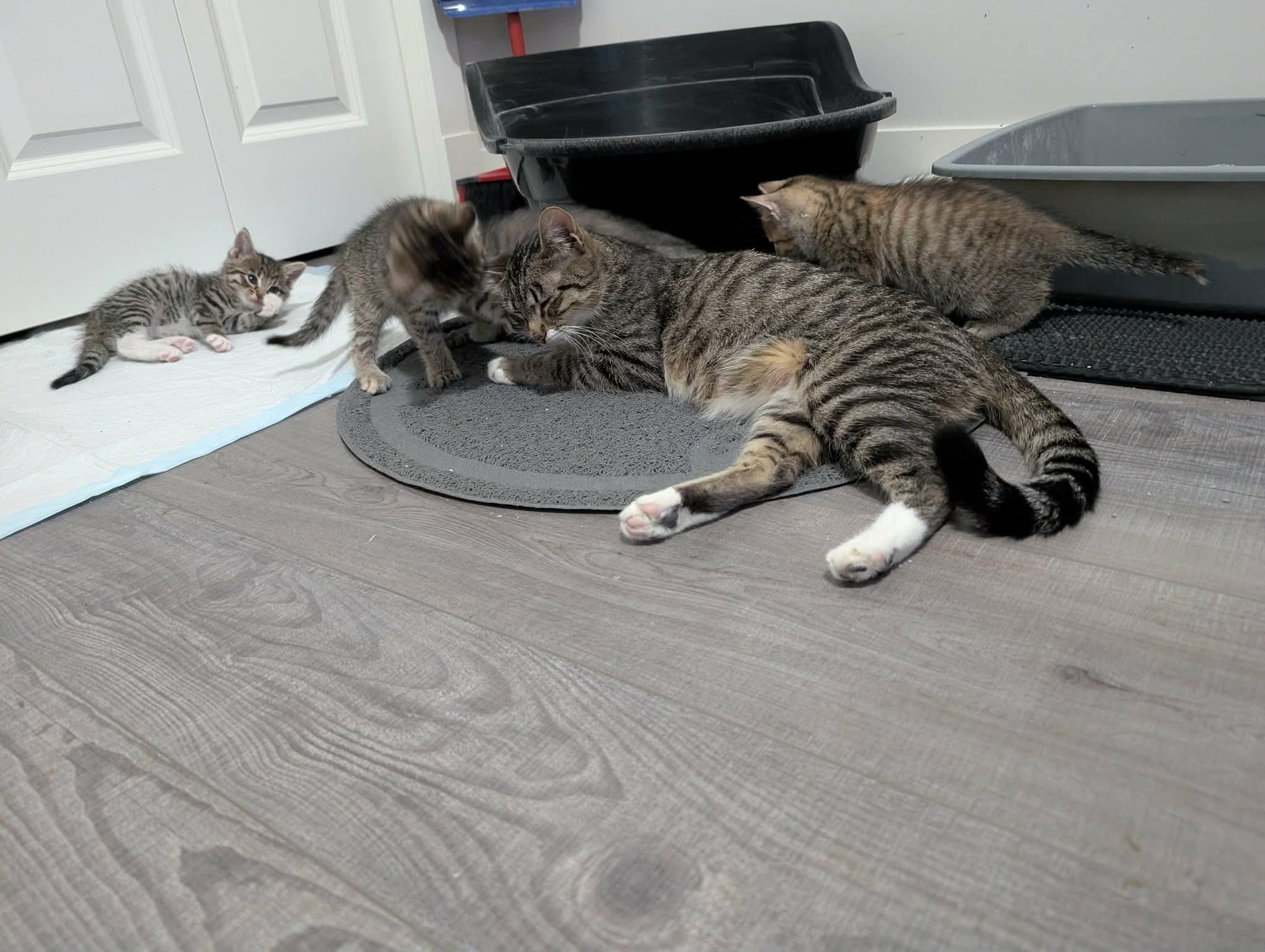 Enlarge Lyrical and Jazz - BONDED PAIR, a ADOPTABLE Tabby in Edmonton, AB image 2/3