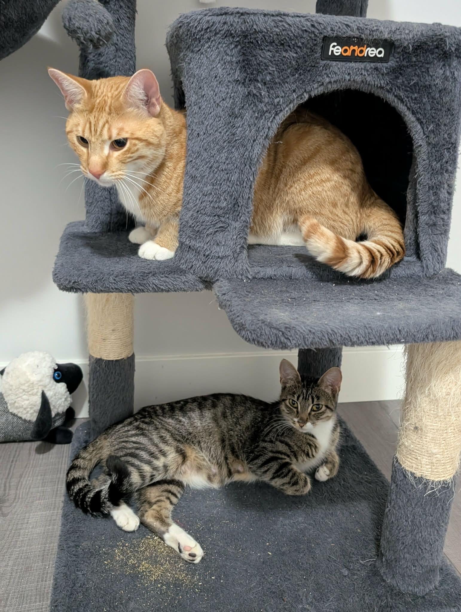 Enlarge Lyrical and Jazz - BONDED PAIR, a ADOPTABLE Tabby in Edmonton, AB image 3/3