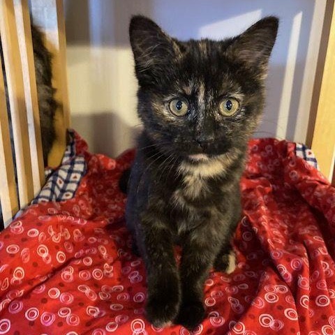 Enlarge Caraway, an adopted Tortoiseshell in Lake Orion, MI image 1/4
