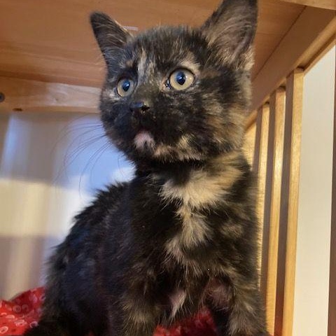 Enlarge Caraway, an adopted Tortoiseshell in Lake Orion, MI image 3/4