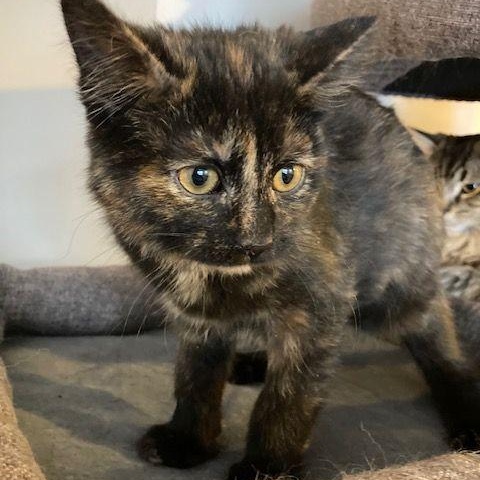 Enlarge Caraway, an adopted Tortoiseshell in Lake Orion, MI image 4/4