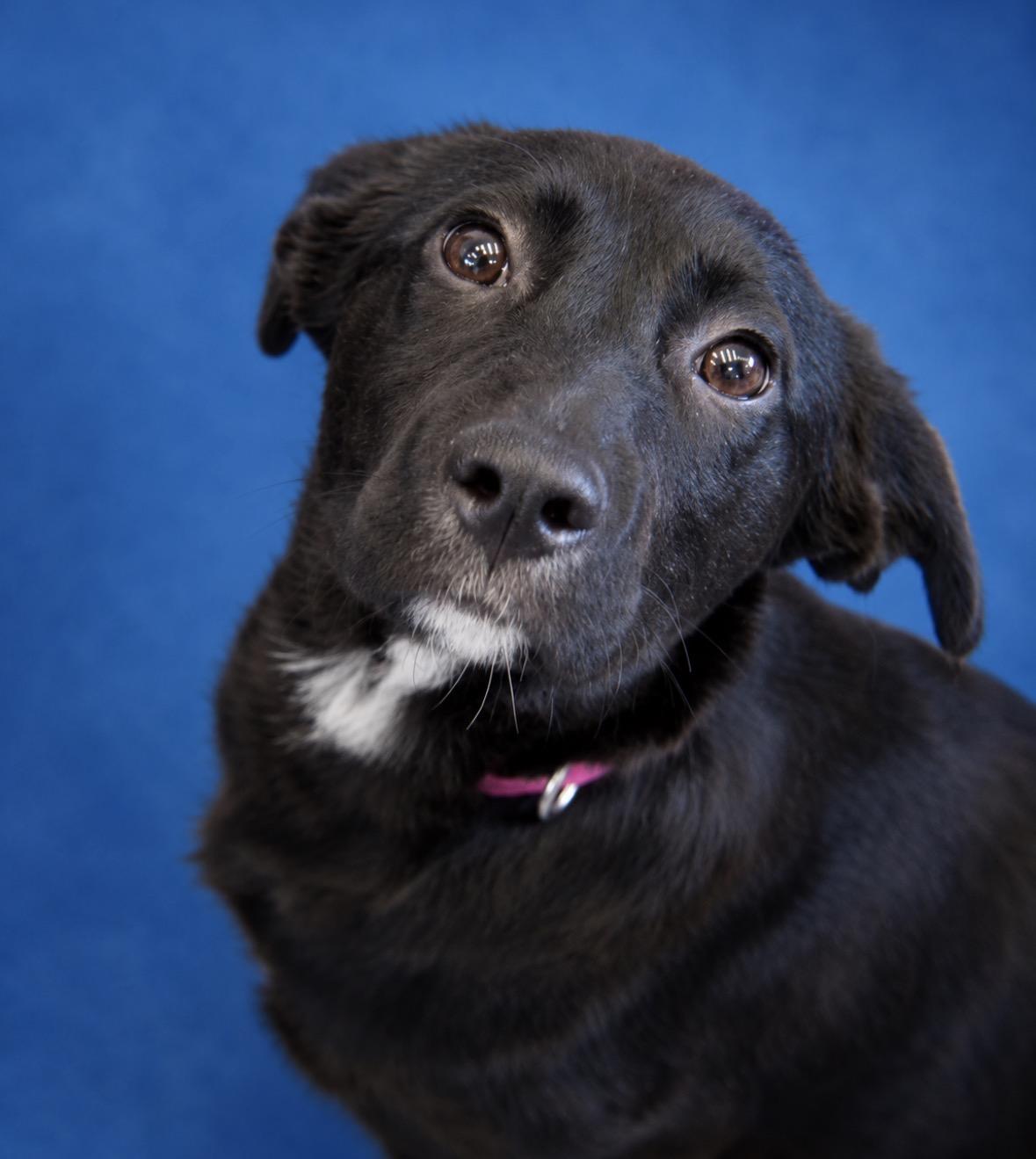 Sherry, an adopted mixed breed in Watertown, CT image 1/3