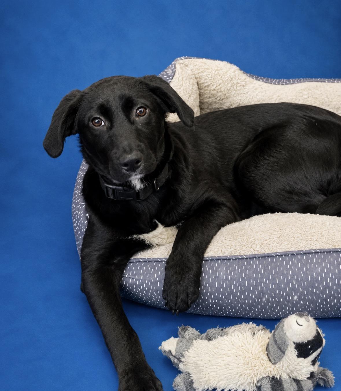 Sherry, an adopted mixed breed in Watertown, CT image 3/3
