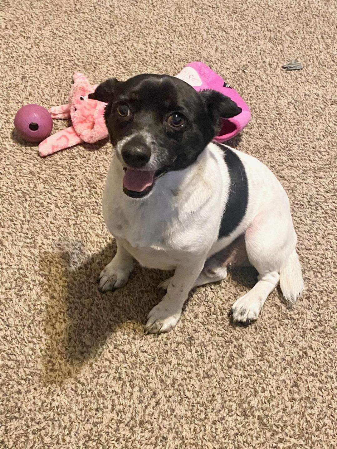 Bullet BL8908-T, Adoptable, Adult Male Dachshund & Corgi.