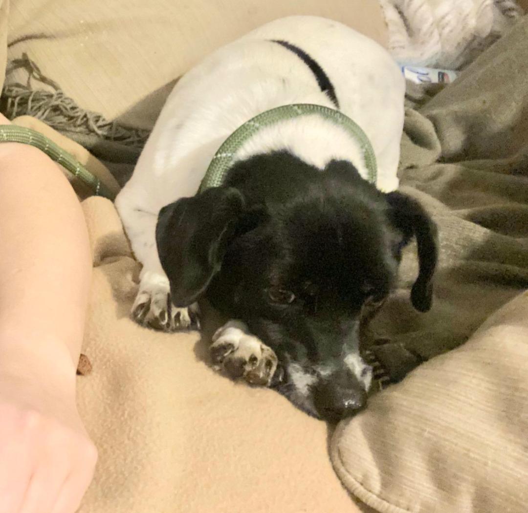 Bullet BL8908-T, a Adoptable mixed breed in Bellingham, WA image 6/6